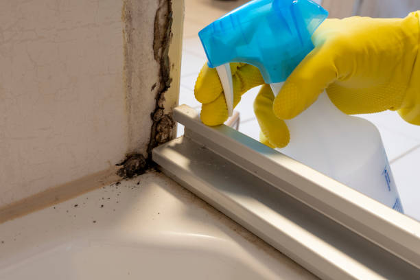 Best Attic Mold Removal  in Lucerne, CA